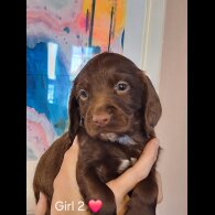 Sprocker Spaniel