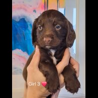 Sprocker Spaniel