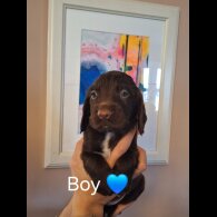 Sprocker Spaniel