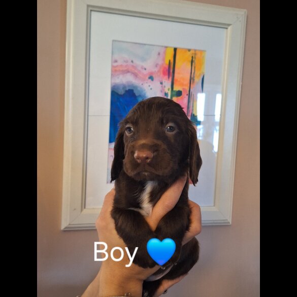 Sprocker Spaniel