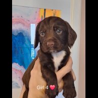 Sprocker Spaniel