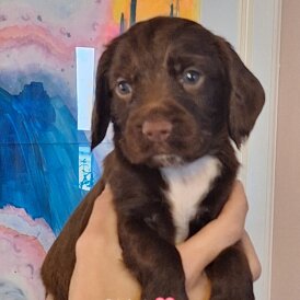 Sprocker Spaniel