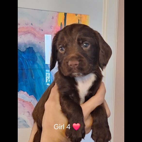 Sprocker Spaniel