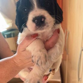 Sprocker Spaniel - Both