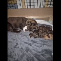 Sprocker Spaniel