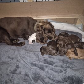 Sprocker Spaniel
