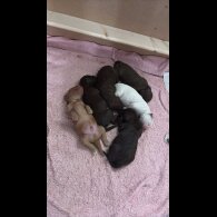 Sprocker Spaniel