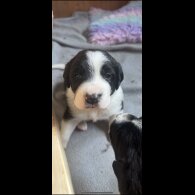 Sprollie