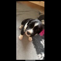Sprollie