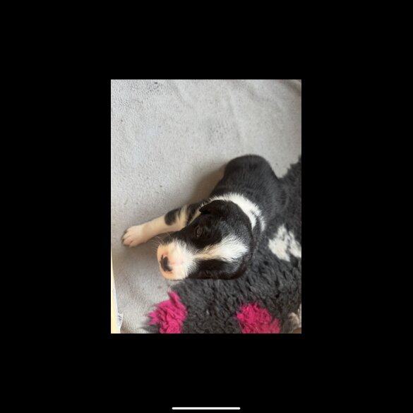 Sprollie