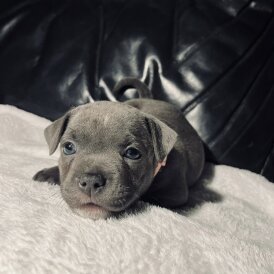 Staffordshire Bull Terrier