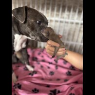 Staffordshire Bull Terrier