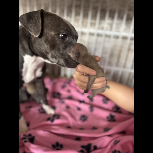 Staffordshire Bull Terrier