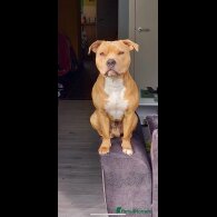 Staffordshire Bull Terrier