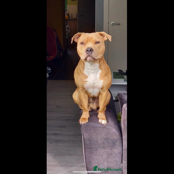 Staffordshire Bull Terrier