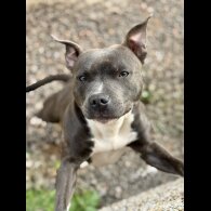 Staffordshire Bull Terrier