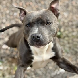 Staffordshire Bull Terrier
