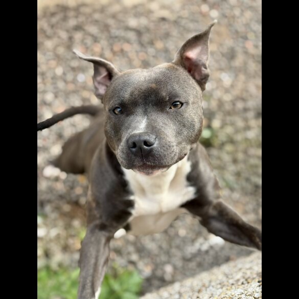 Staffordshire Bull Terrier