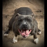 Staffordshire Bull Terrier