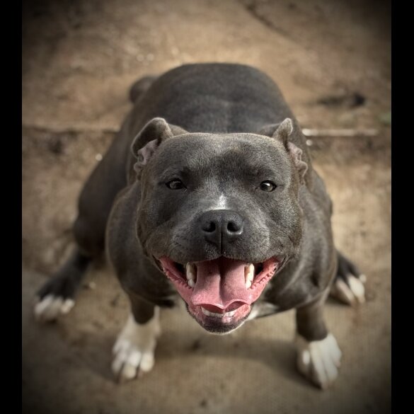 Staffordshire Bull Terrier