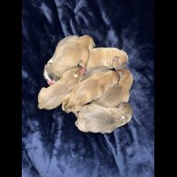 Staffordshire Bull Terrier