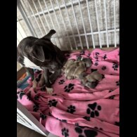 Staffordshire Bull Terrier