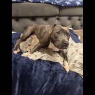 Staffordshire Bull Terrier