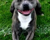Staffordshire Bull Terrier