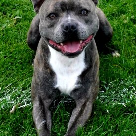Staffordshire Bull Terrier