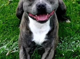 Staffordshire Bull Terrier