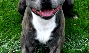 Staffordshire Bull Terrier