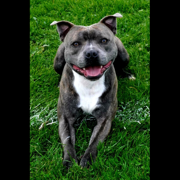 Staffordshire Bull Terrier