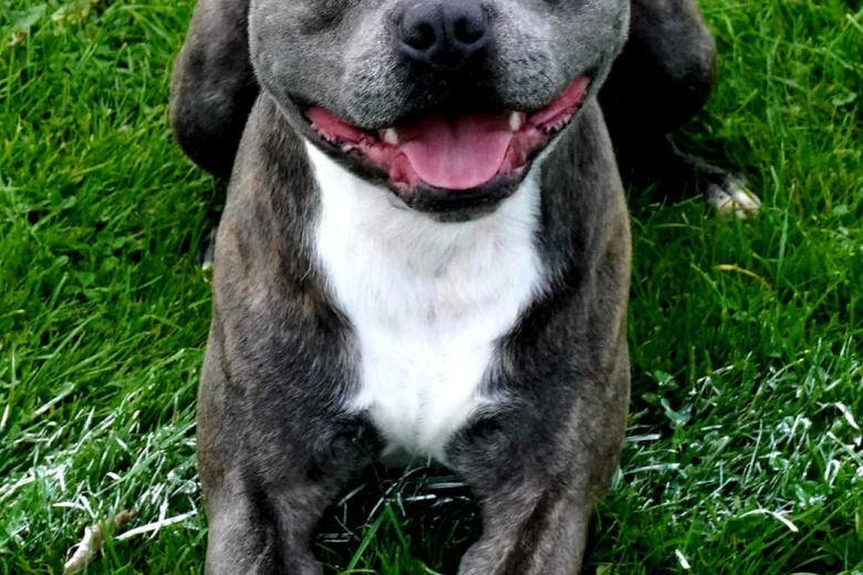 Staffordshire Bull Terrier