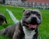 Staffordshire Bull Terrier
