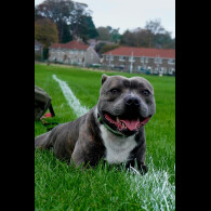 Staffordshire Bull Terrier