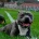 Staffordshire Bull Terrier