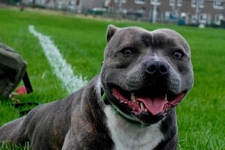 Staffordshire Bull Terrier