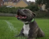 Staffordshire Bull Terrier