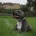 Staffordshire Bull Terrier