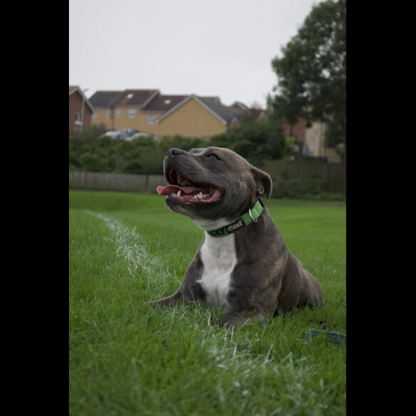 Staffordshire Bull Terrier