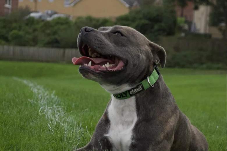 Staffordshire Bull Terrier