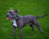 Staffordshire Bull Terrier