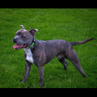 Staffordshire Bull Terrier