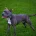 Staffordshire Bull Terrier