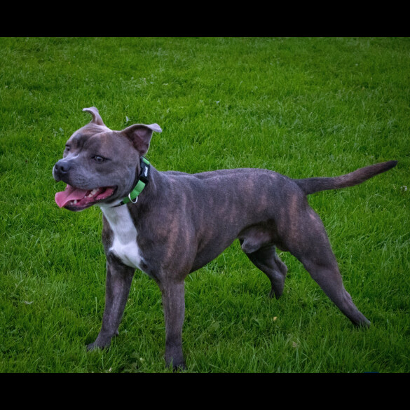 Staffordshire Bull Terrier