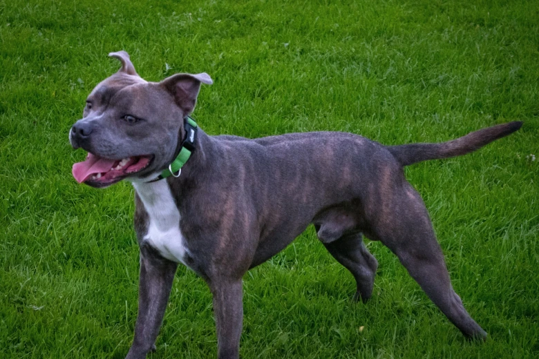 Staffordshire Bull Terrier