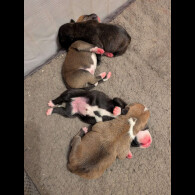 Staffordshire Bull Terrier