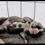 Staffordshire Bull Terrier