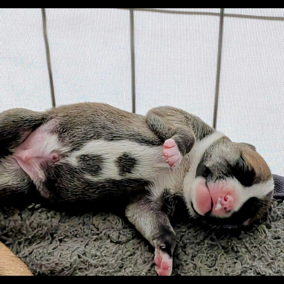 Staffordshire Bull Terrier