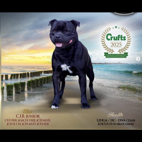 Staffordshire Bull Terrier